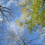 Bäume Himmel mit Grün